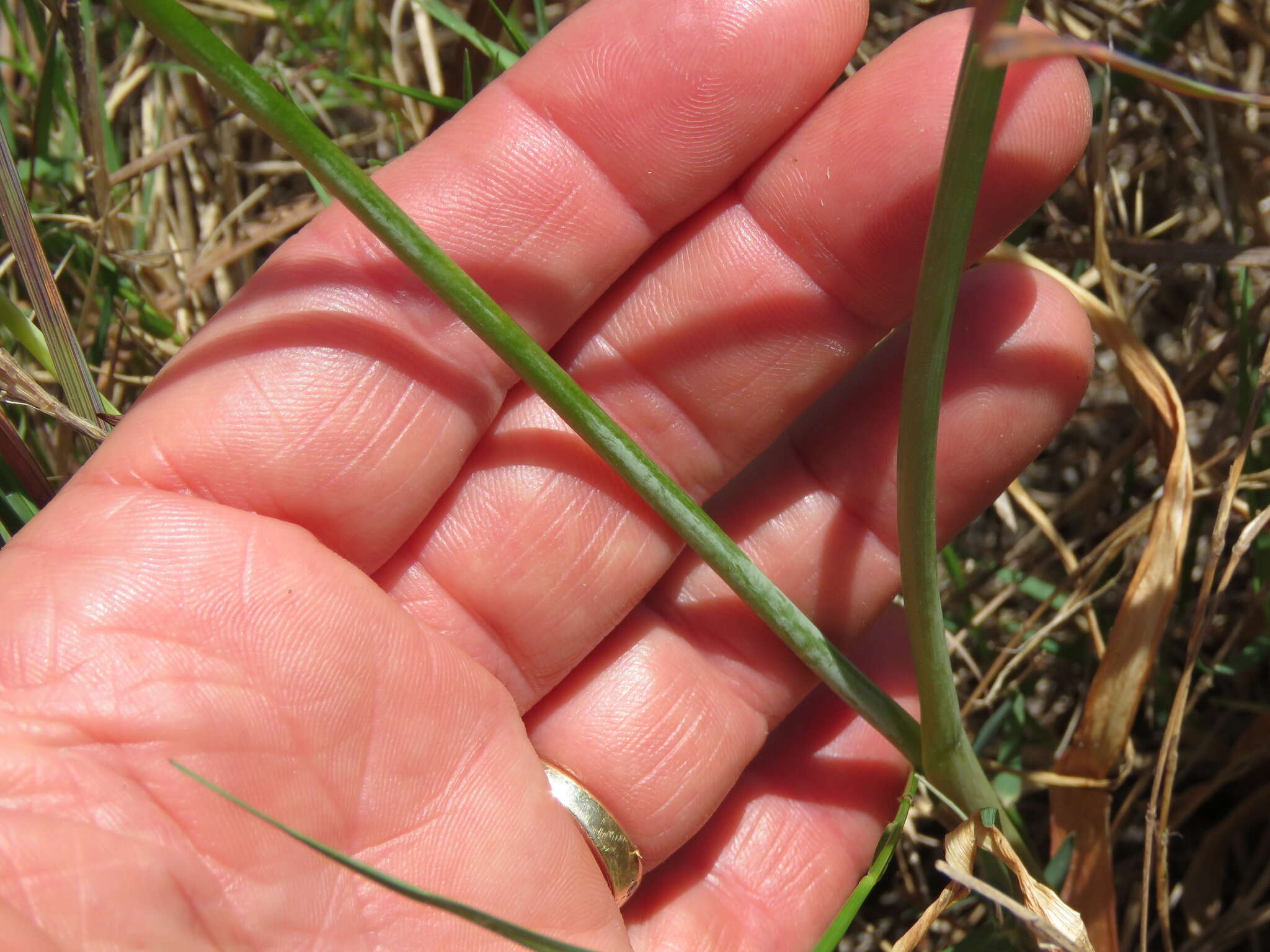 Image de Albuca fragrans Jacq.