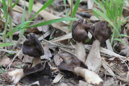 Helvella monachella (Scop.) Fr. 1822 resmi