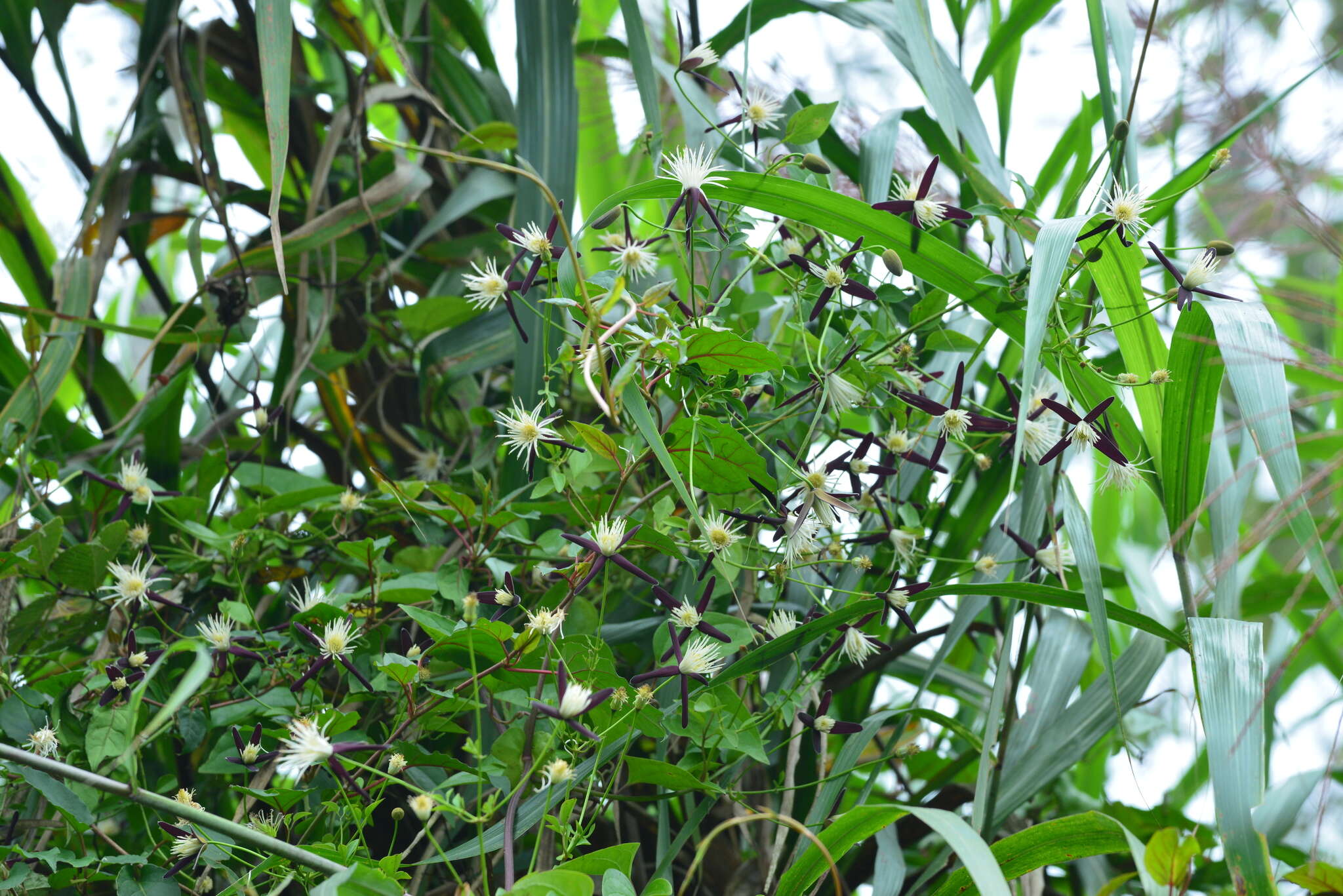 Image of Clematis tashiroi Maxim.