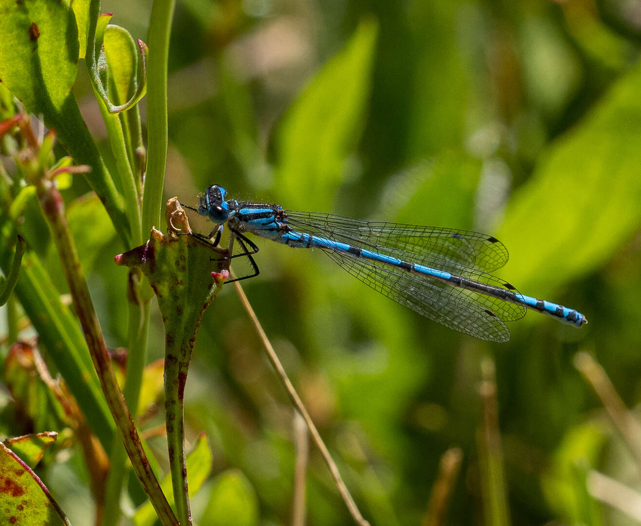 Image of Austrocoenagrion lyelli (Tillyard 1913)