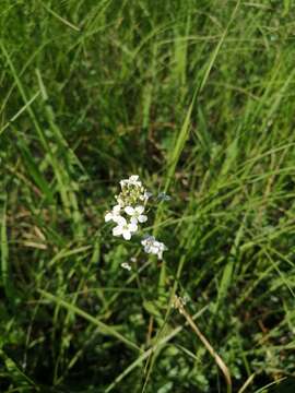 Plancia ëd Pseudoarabidopsis