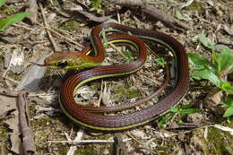 Image of Dendrelaphis caudolineatus (Gray 1834)