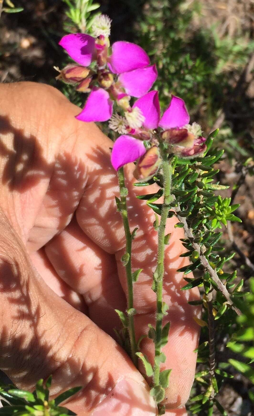 Polygala pubiflora Burch. ex DC.的圖片