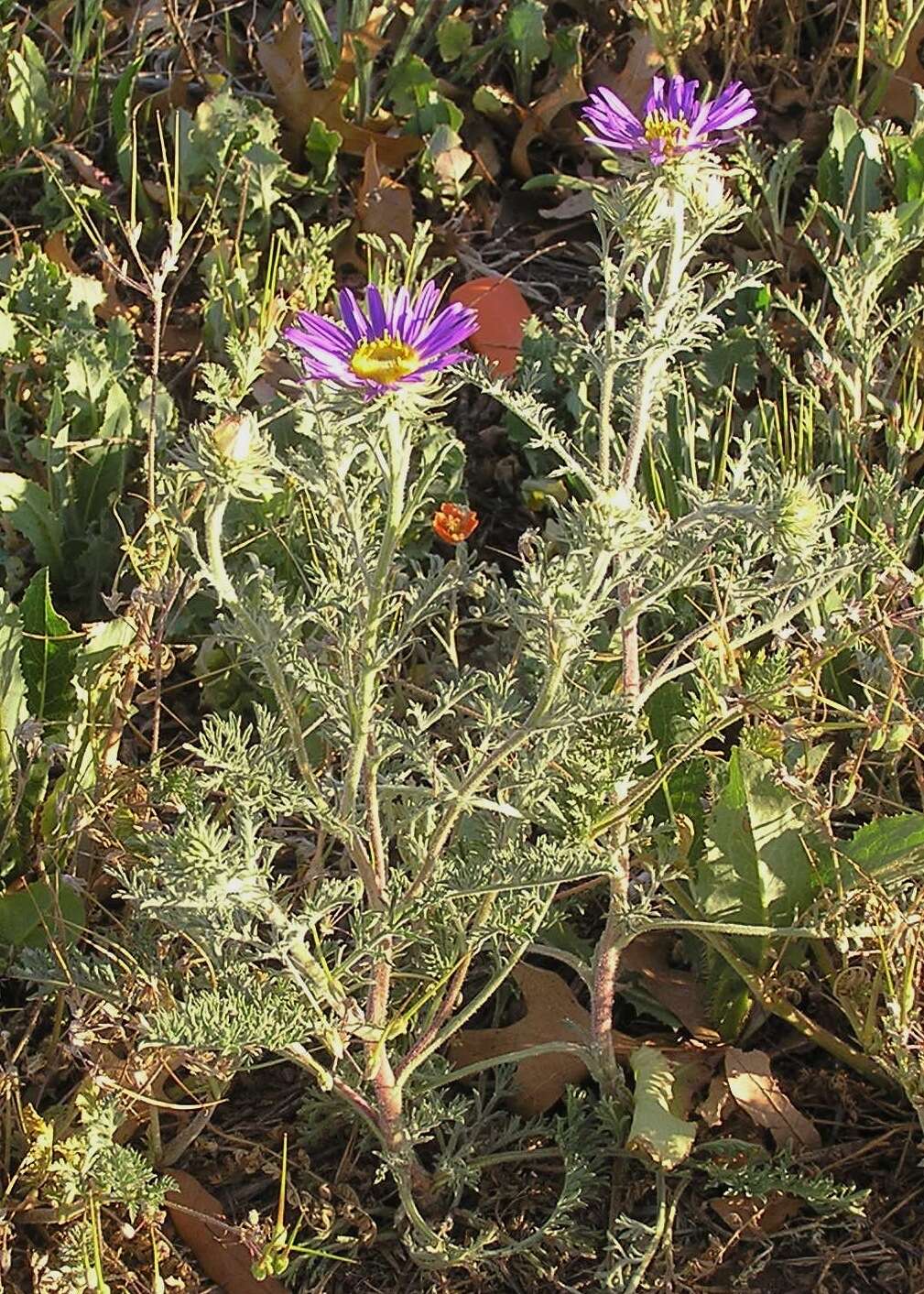 Machaeranthera tanacetifolia (Kunth) Nees resmi