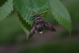 Image of Sphecodina Blanchard 1840