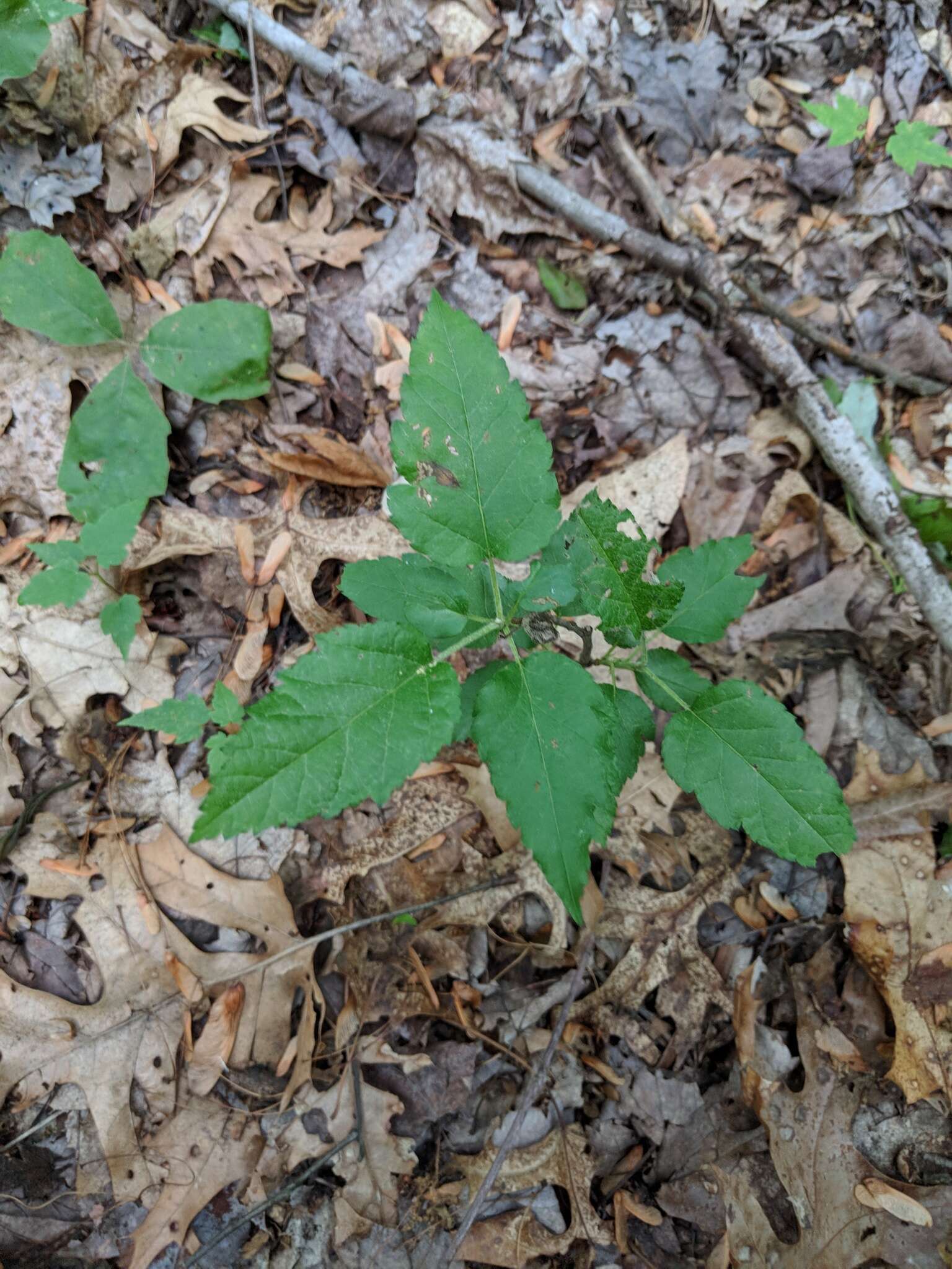 Image of sweet crab apple