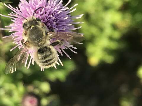 Megachile perihirta Cockerell 1898 resmi