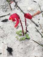 Image of Utricularia menziesii R. Br.