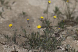 Image of Asteridea athrixioides (Sonder & Mueller) G. Kroner