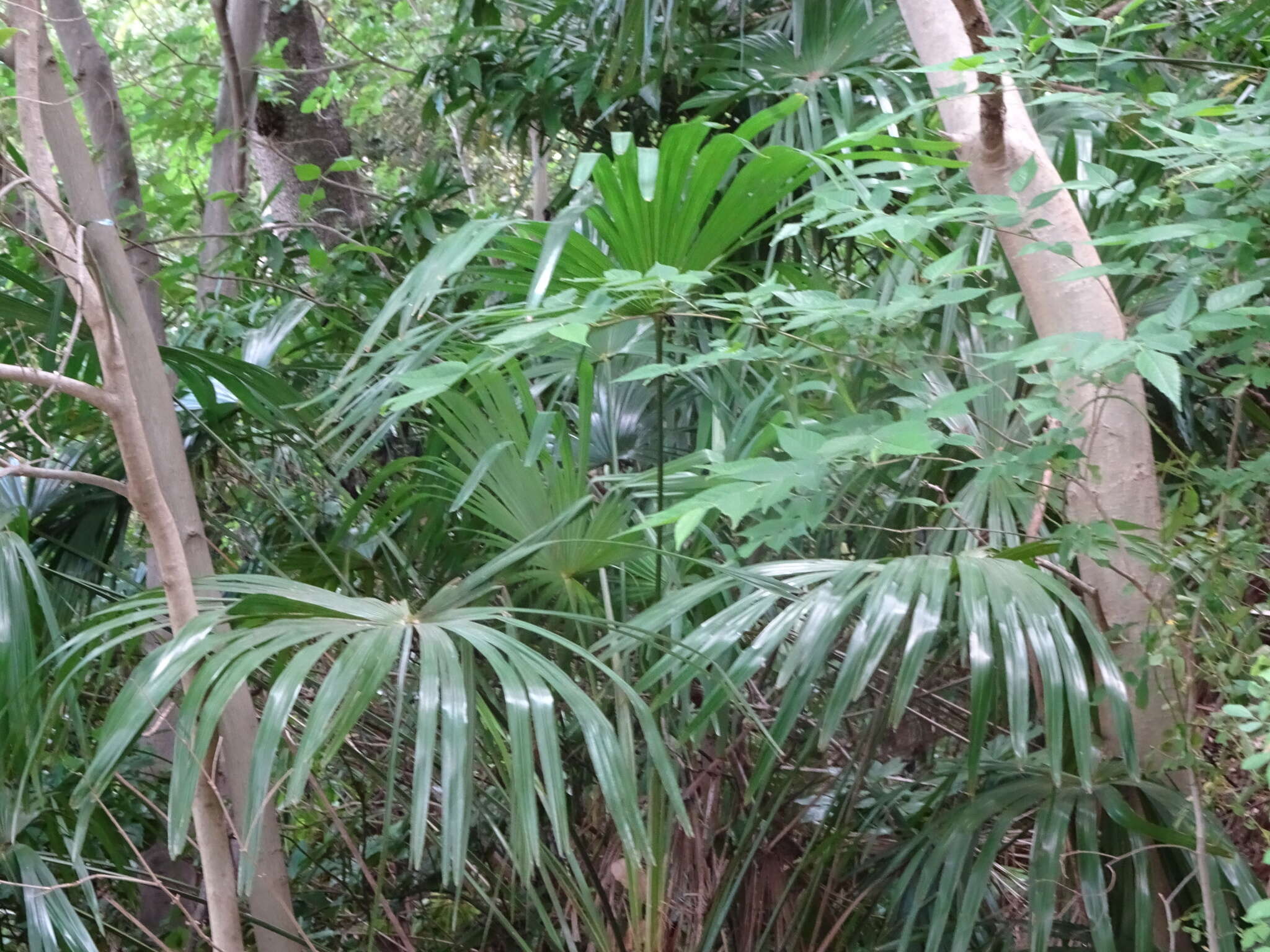 Image of Chinese windmill palm