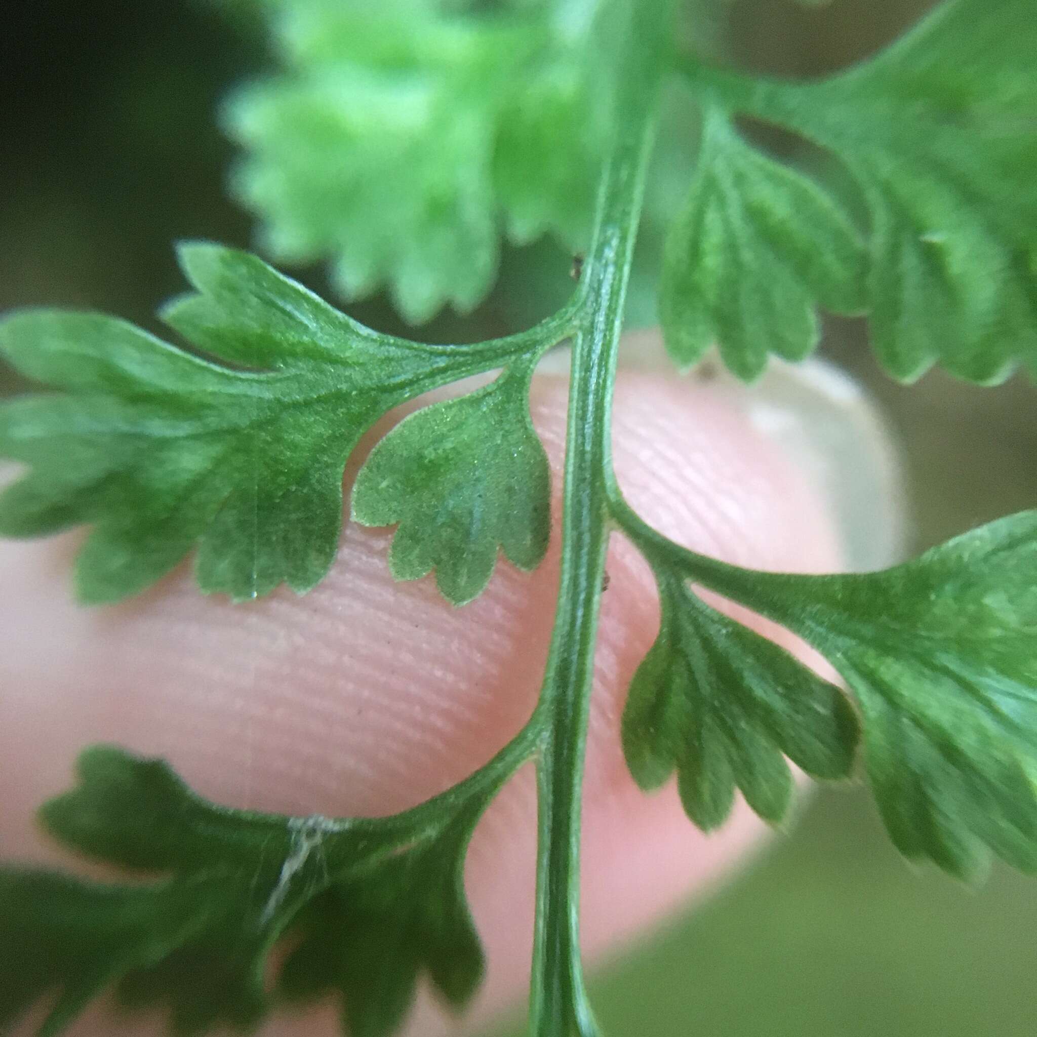 Слика од Asplenium laciniatum subsp. tenuicaule (Hayata) Fraser-Jenk.