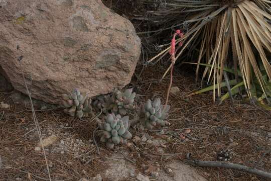 Image of Pachyphytum hookeri (Salm-Dyck) A. Berger