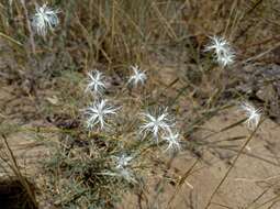 Dianthus squarrosus Bieb.的圖片