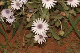 Image of Free State daisy