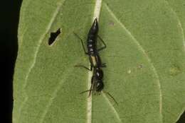 Image of Paederus ornaticornis Sharp 1891