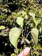 Image of Dioscorea antaly Jum. & H. Perrier