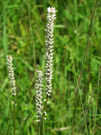 Image of white colicroot