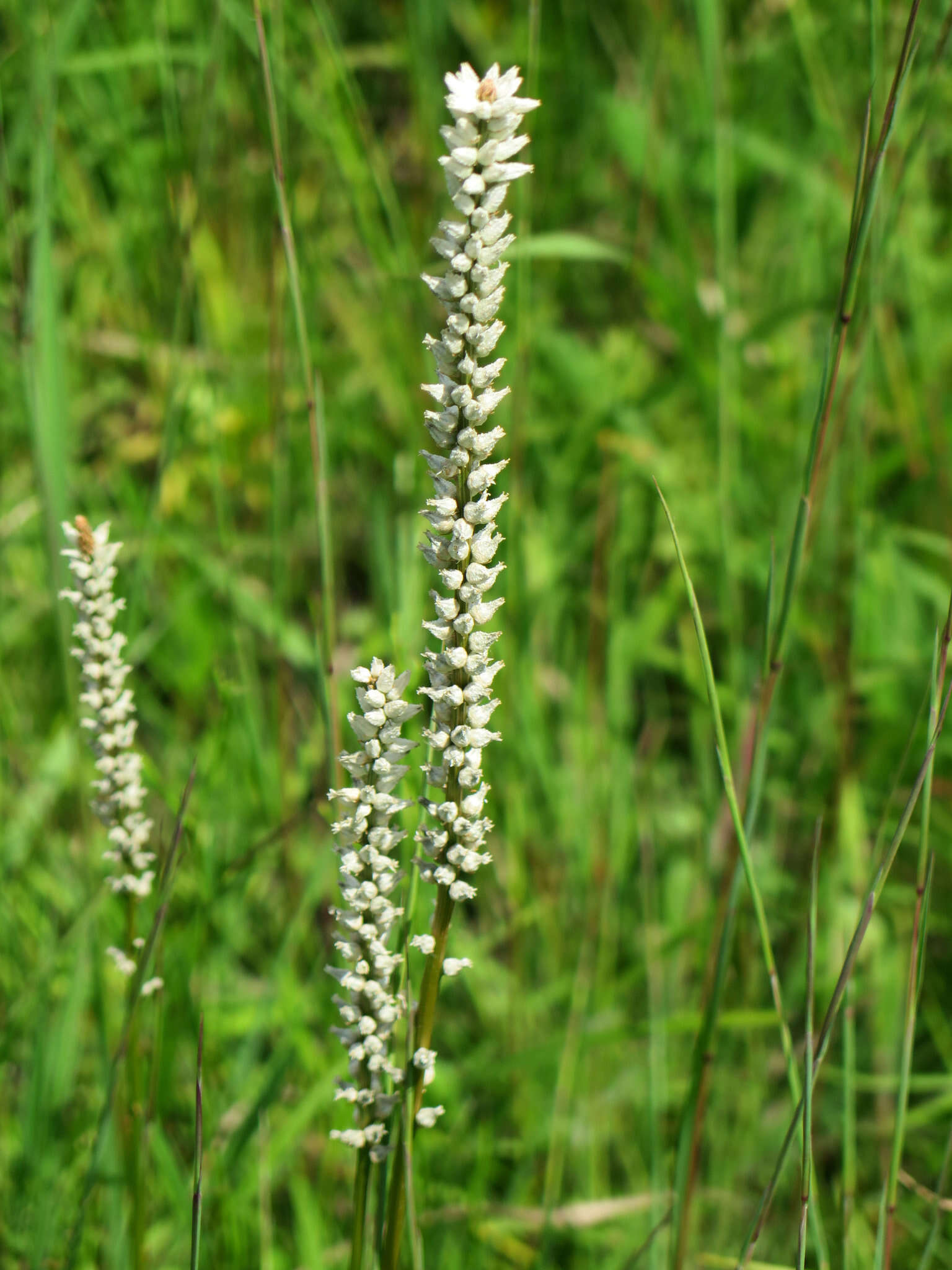 Sivun Aletris farinosa L. kuva