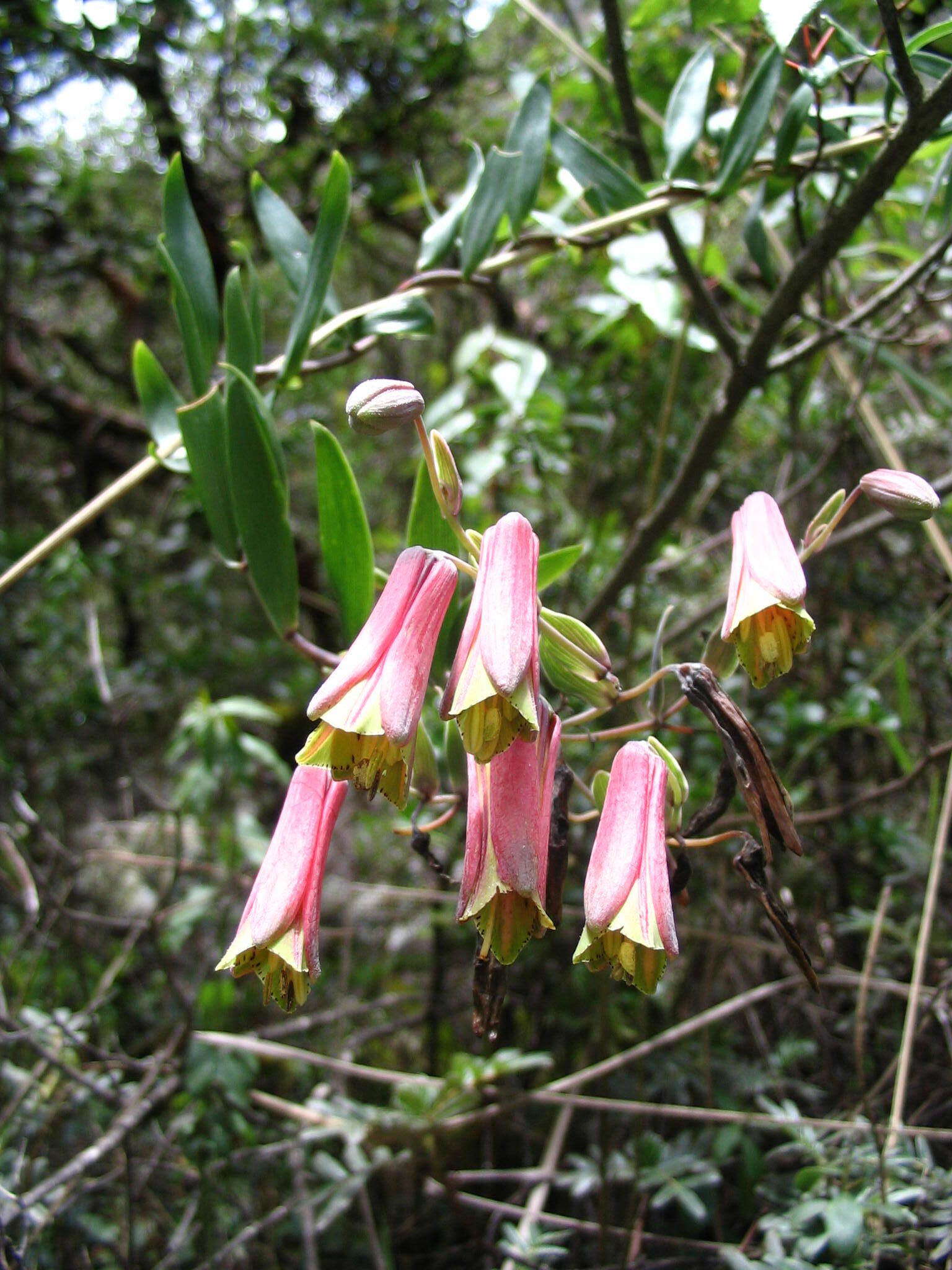 Image of Bomarea albimontana D. N. Sm. & Gereau