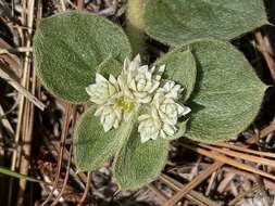 Image of Alternanthera pumila Stützer