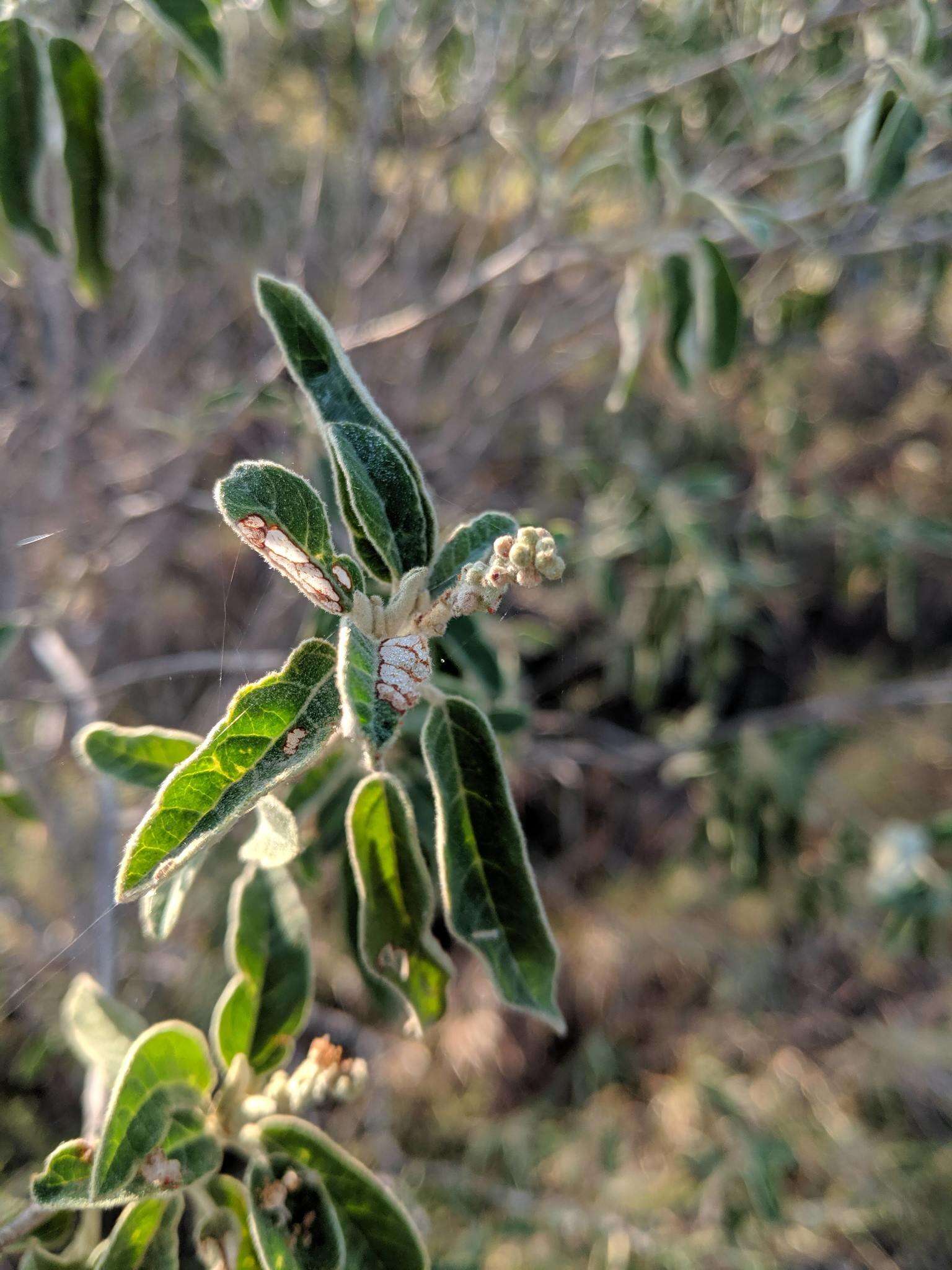 Image of Torrey's croton