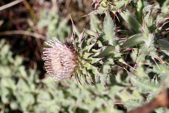 Image of <i>Cirsium <i>fontinale</i></i> var. fontinale