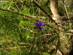 Image of Dampiera purpurea R. Br.