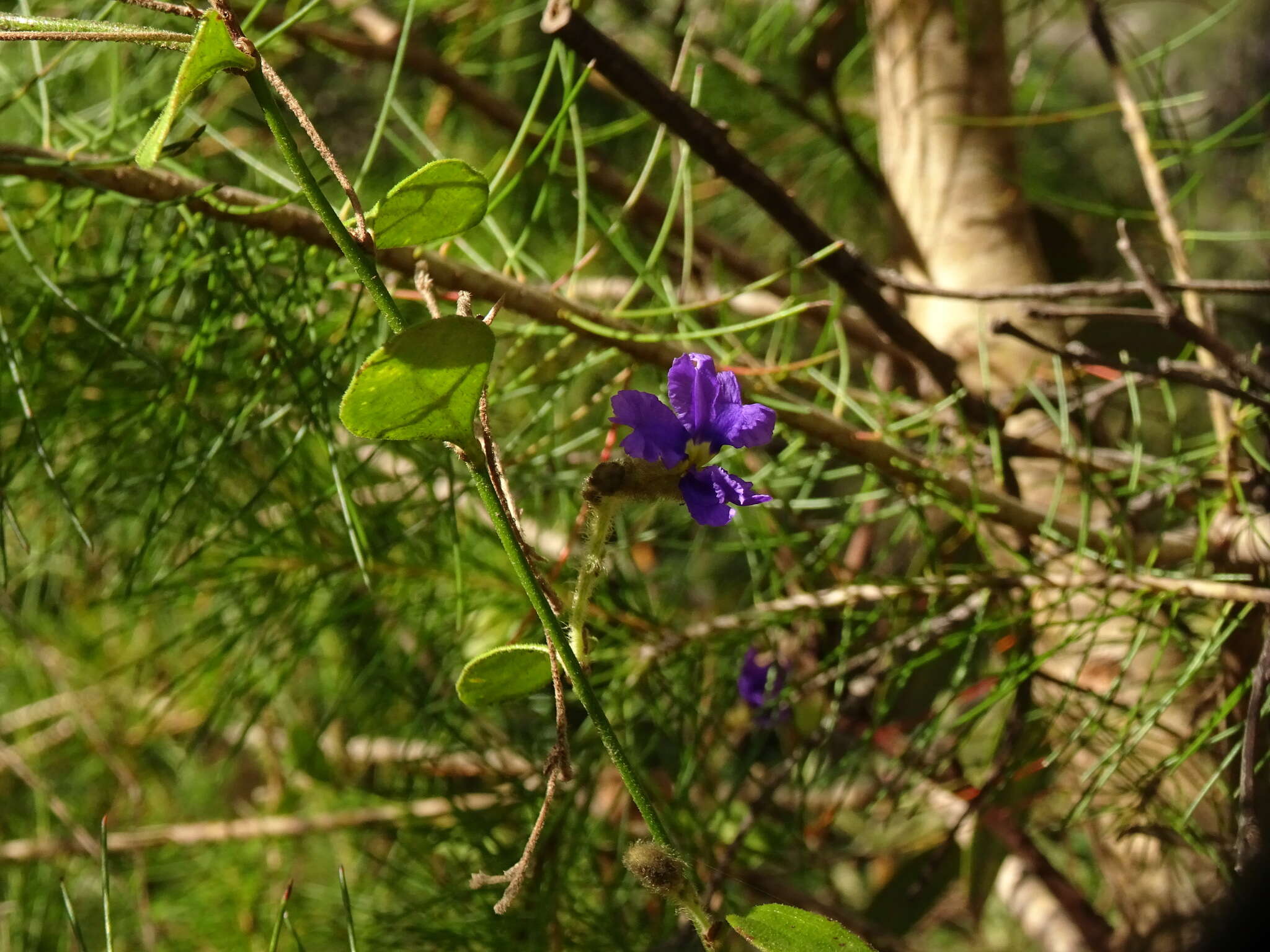 Image of Dampiera purpurea R. Br.