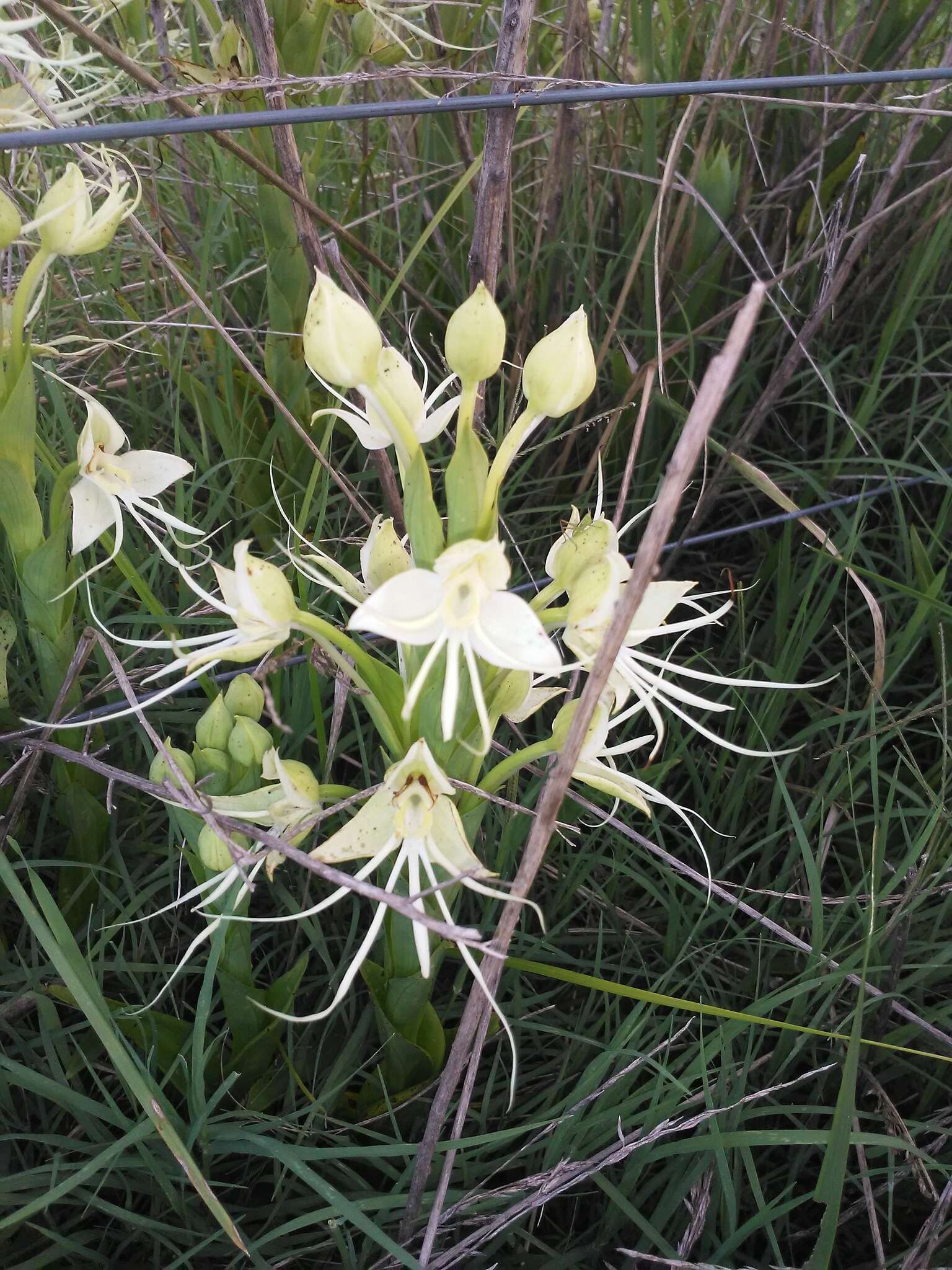 Image of Habenaria gourlieana Gillies ex Lindl.