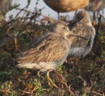 Image of Dowitcher