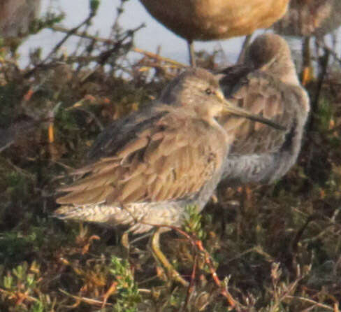 Image of Dowitcher