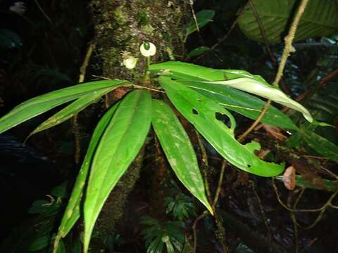 Image of Anthurium llanense Croat