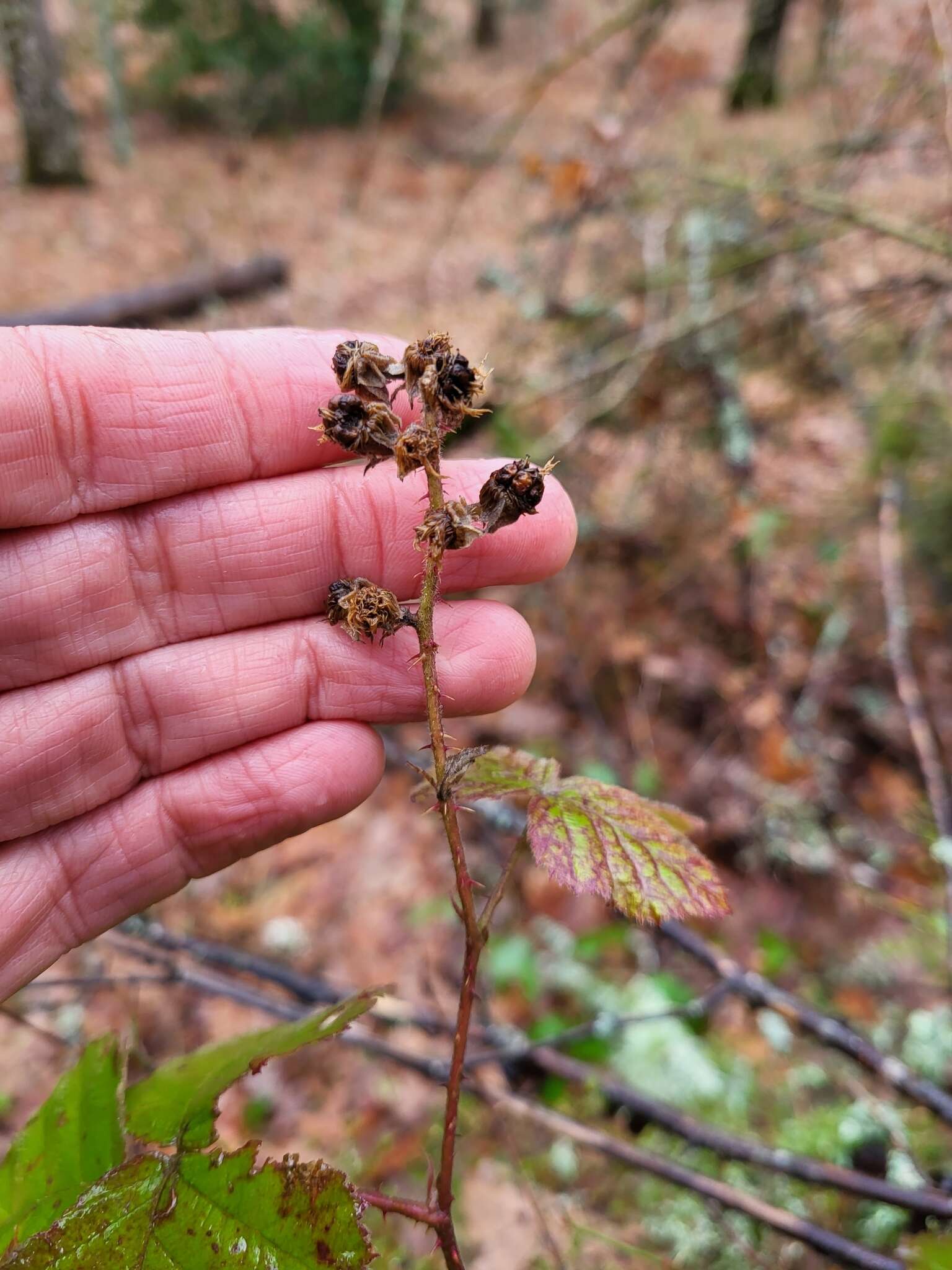 Image de Rubus lainzii H. E. Weber