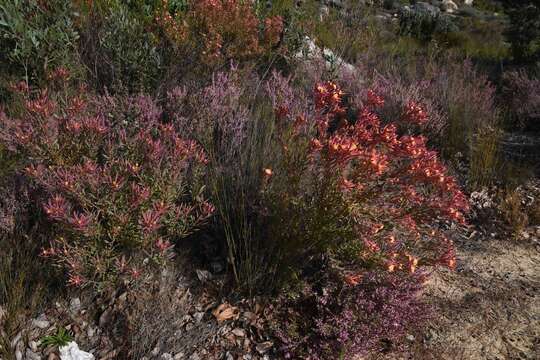 Image of Leucadendron glaberrimum subsp. erubescens I. J. M. Williams