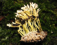 Image of <i>Cordyceps farinosa</i>