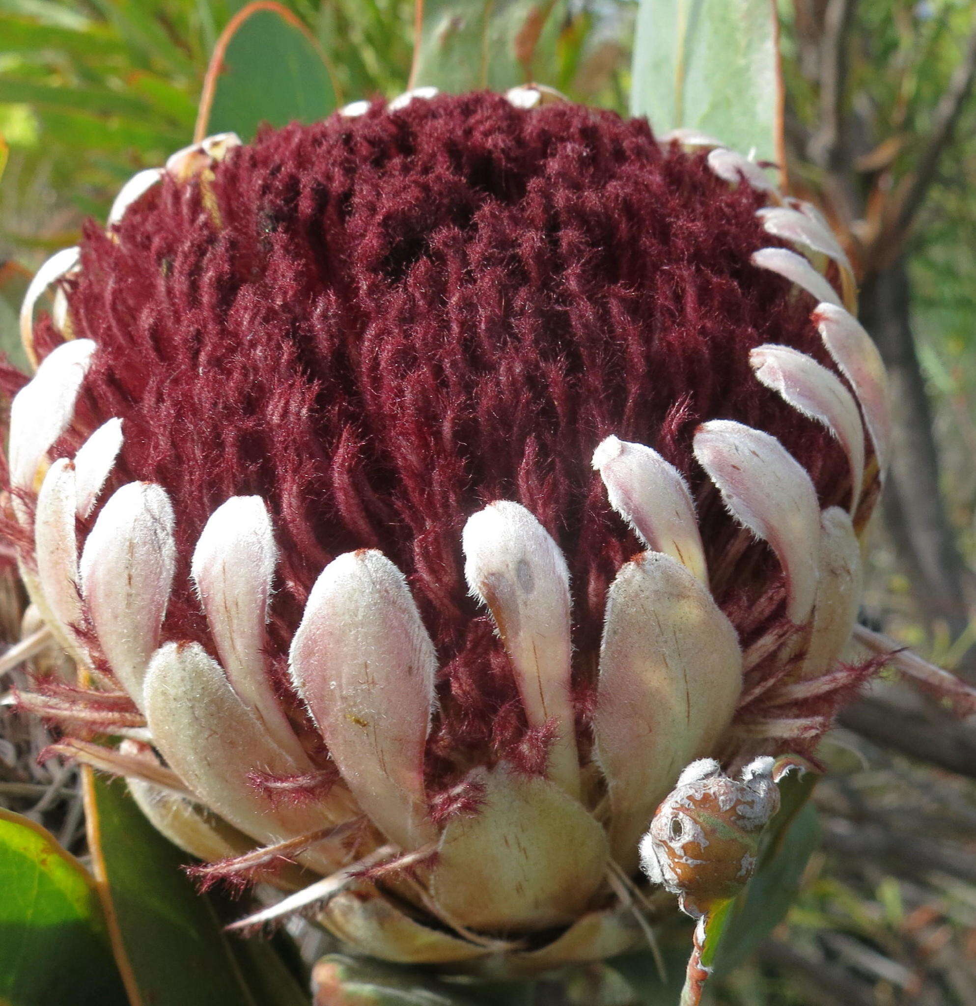 Image of Protea lorifolia (Salisb. ex Knight) Fourc.