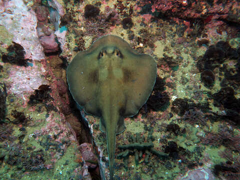 Imagem de Urolophus kapalensis Yearsley & Last 2006