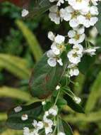 Image of Spiraea prunifolia var. pseudoprunifolia (Hayata ex Nakai) H. L. Li