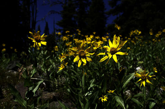 Image of oneflower helianthella