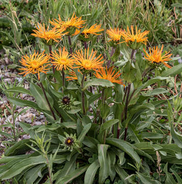 Imagem de Pyrrocoma crocea (A. Gray) Greene