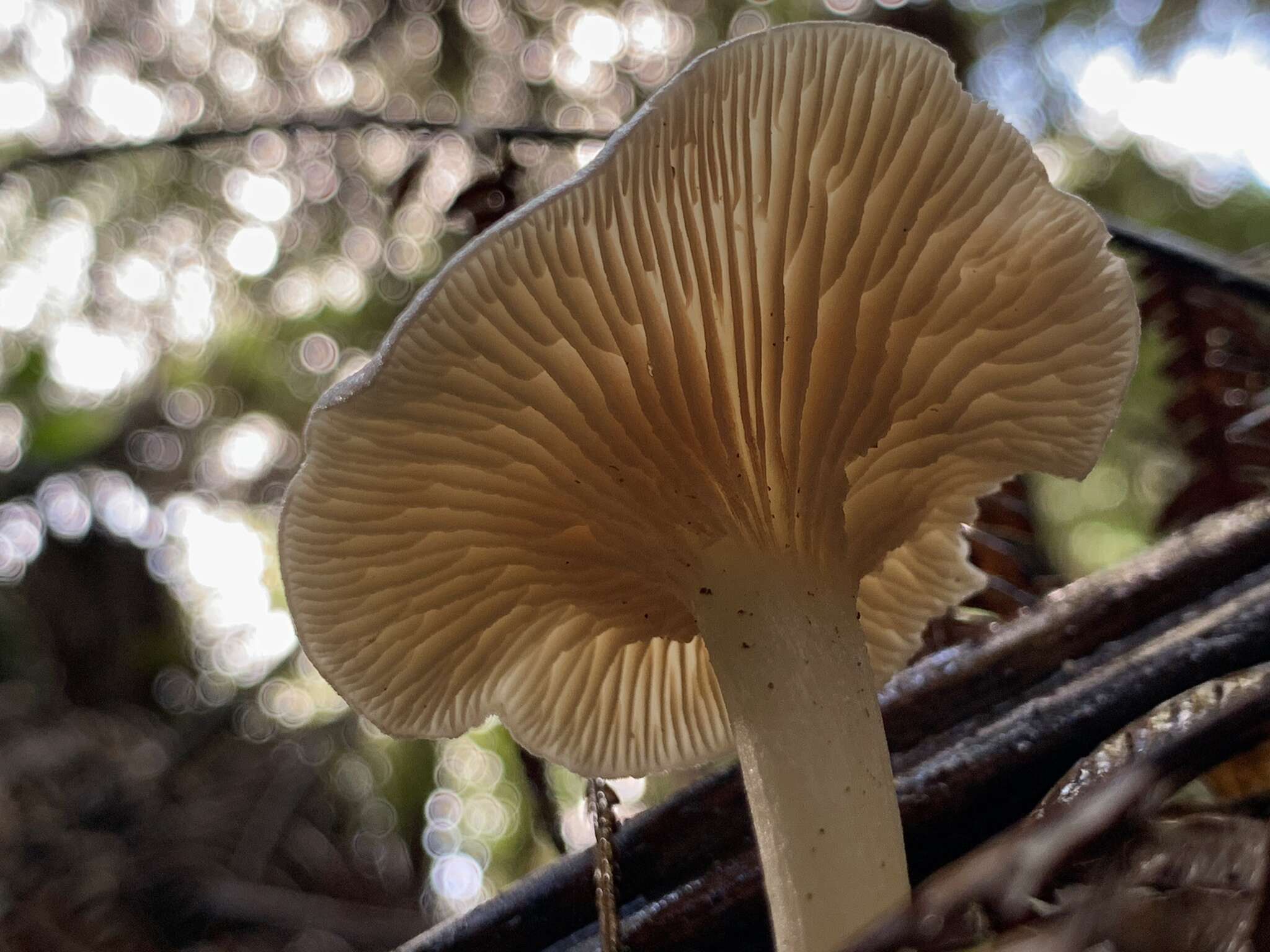 Image of Entoloma peralbidum E. Horak 1973