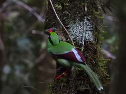 Image of Bornean Green Magpie