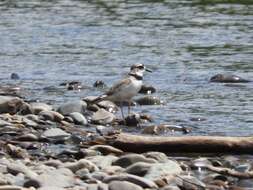 Charadrius placidus Gray, JE, Gray & GR 1863 resmi