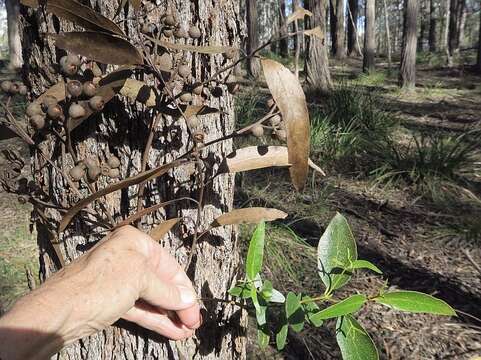 Image of yellow stringybark