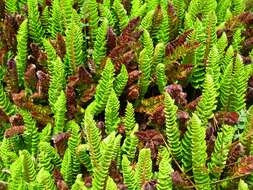 Image of Polystichum mohrioides (Bory) K. C. Presl