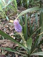 Image of Aechmea cylindrata Lindm.