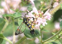 Image of Yellowlegged Clearwing Moth