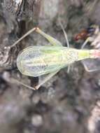 Image of Different-horned Tree Cricket