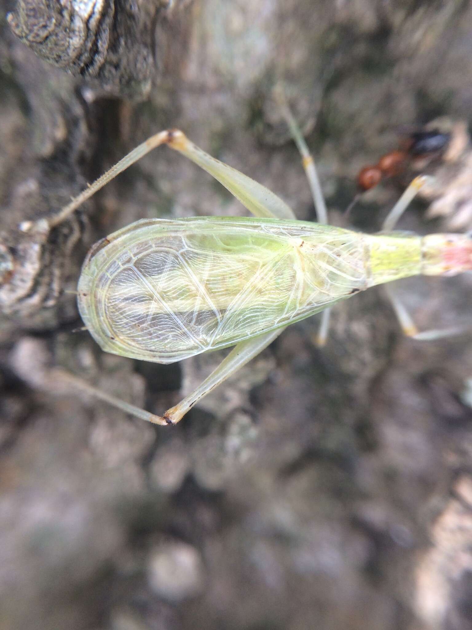 Image of Different-horned Tree Cricket