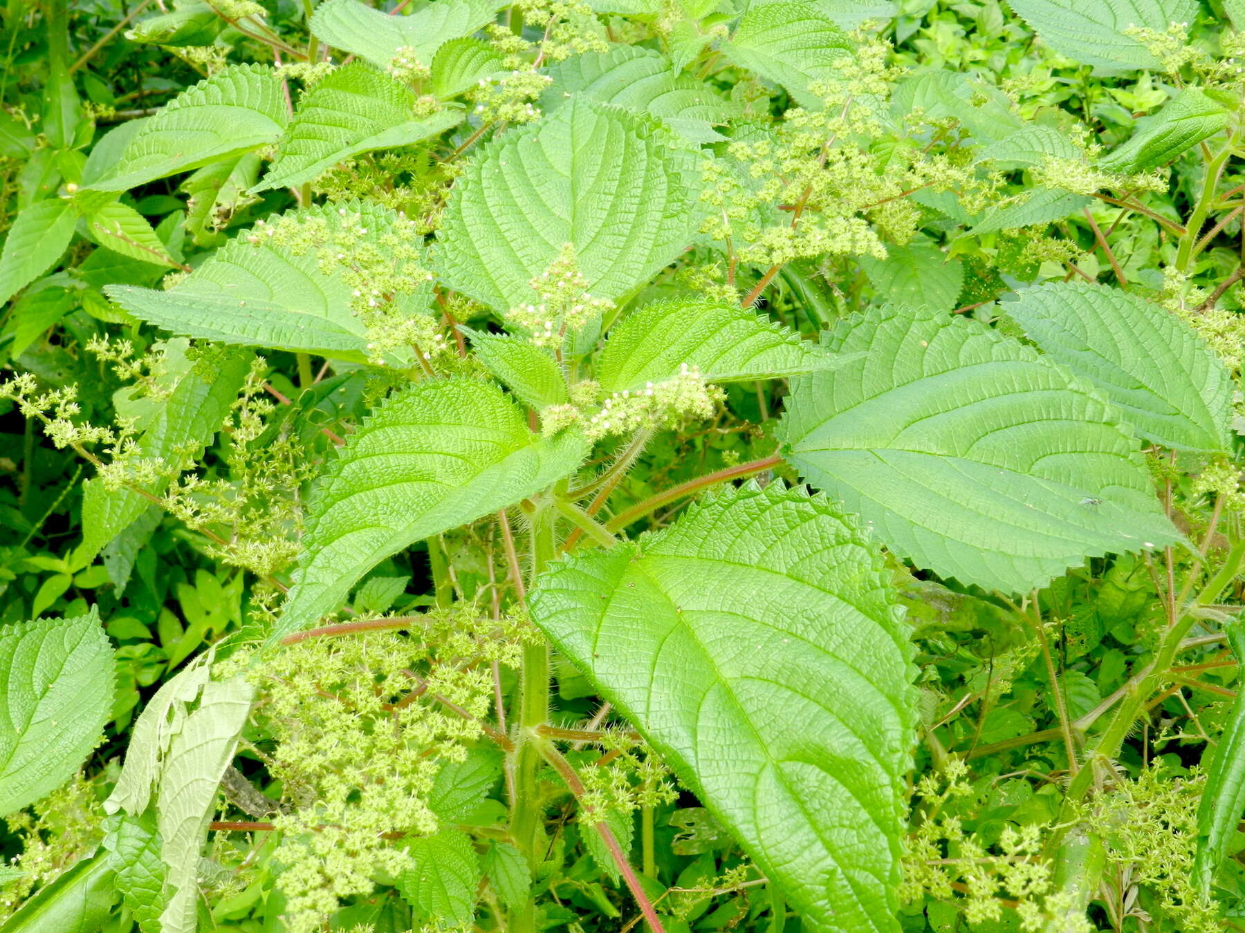 Image of West Indian woodnettle